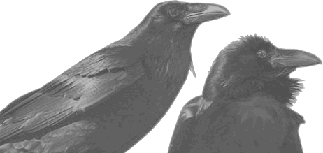 crows